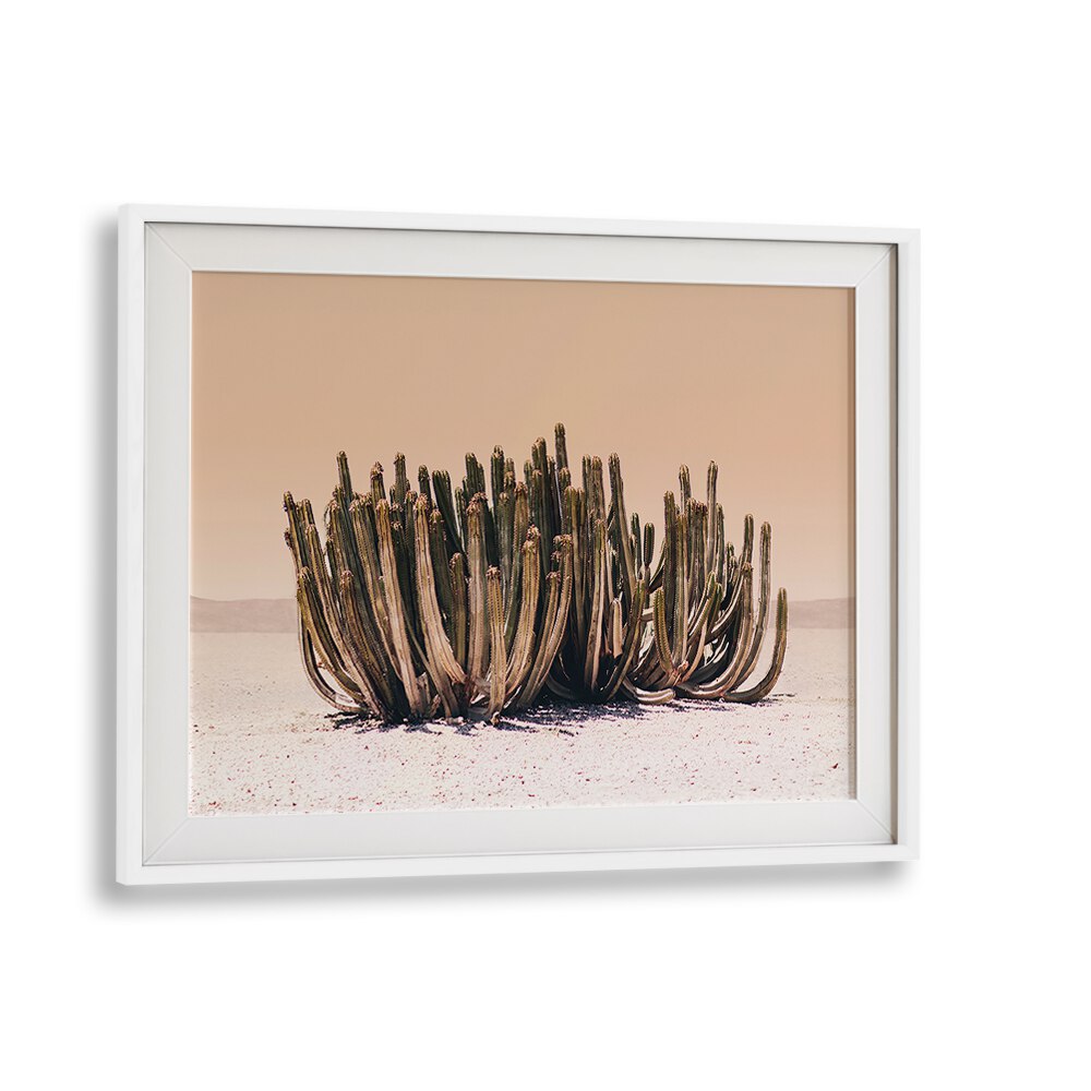 Stunning PEACH SKY CACTUS, COWBOY art piece, showcasing vibrant peach spines in a modern Americana style. Perfect for any space!
