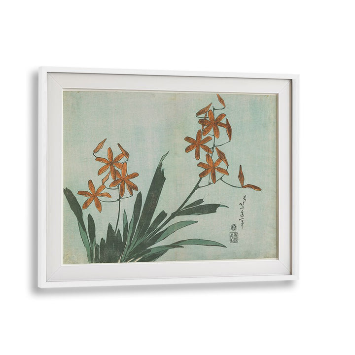 BLACKBERRY LILY , VINTAGE PAINTINGS