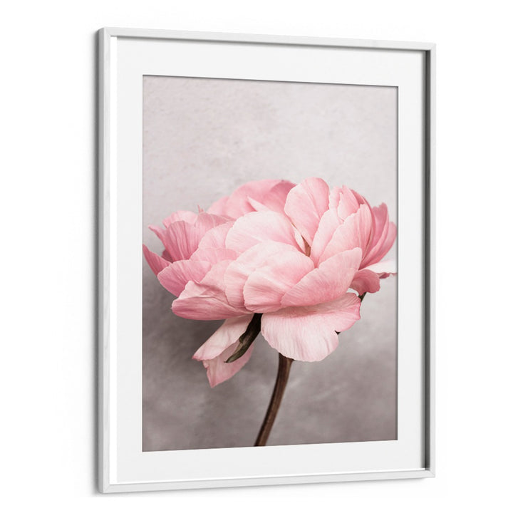 Stunning PEONY, FLORAL FLOWER PAINTINGS bring vibrant beauty to any space, capturing hearts with their lush blooms.
