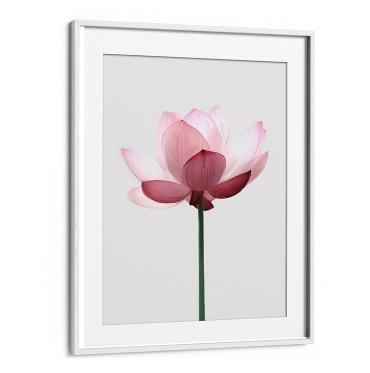 Elegant LOTUS FLOWER, FLORAL FLOWER PAINTINGS showcasing serene beauty, perfect for calming home decor.