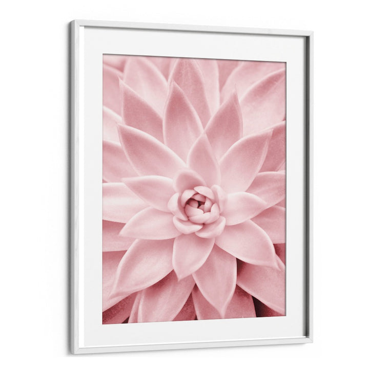 Stunning PINK SUCCULENT, FLORAL FLOWER PAINTINGS that elevate home decor with beauty and low-maintenance charm.