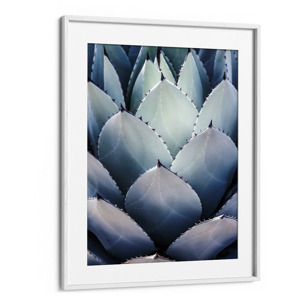 AGAVE GEOMETRY , FLORAL FLOWER PAINTINGS framed print of layered blue-green agave leaves with spiny tips