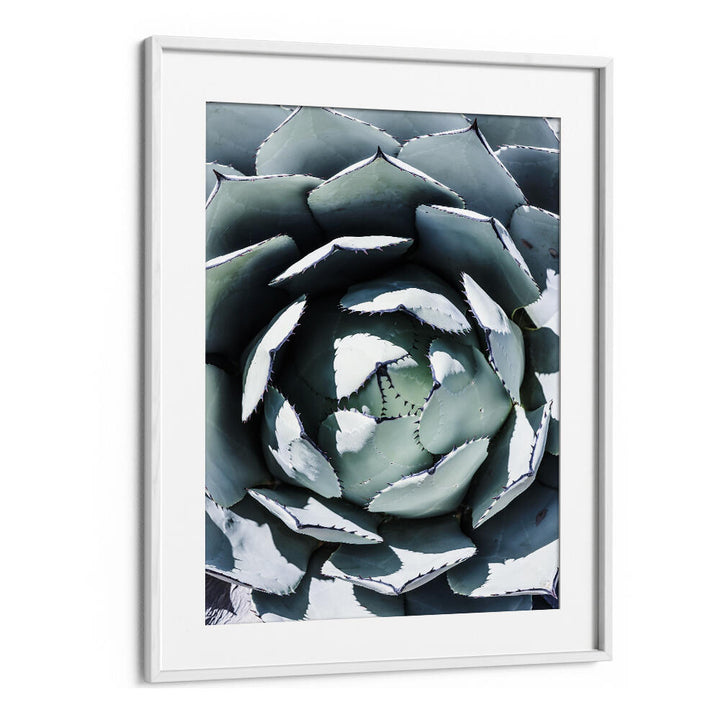 WHITEMOUNT AGAVE SPIRAL DANCE , FLORAL FLOWER PAINTINGS close-up spiraling blue-green agave, white-edged leaves