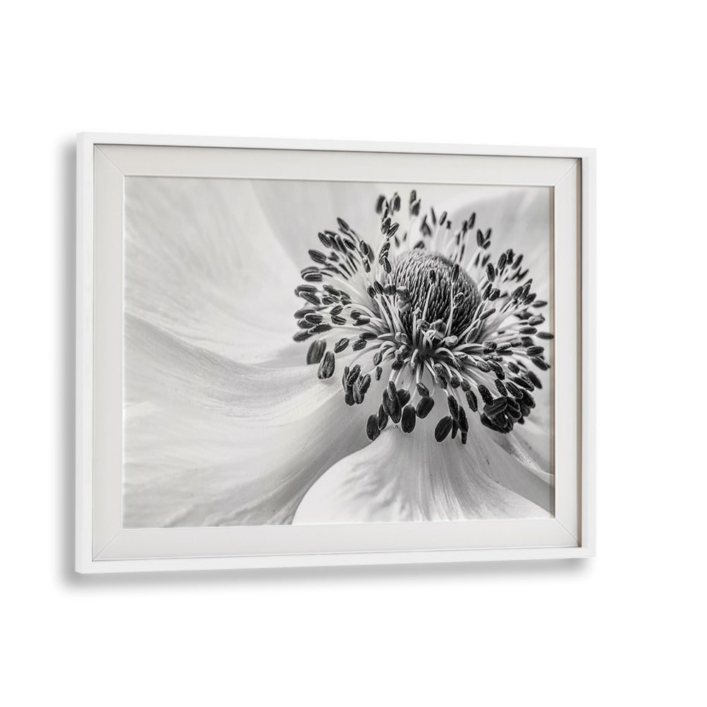 Elegant ANEMONE, FLORAL FLOWER PAINTINGS in black and white, perfect for enhancing home decor aesthetics.