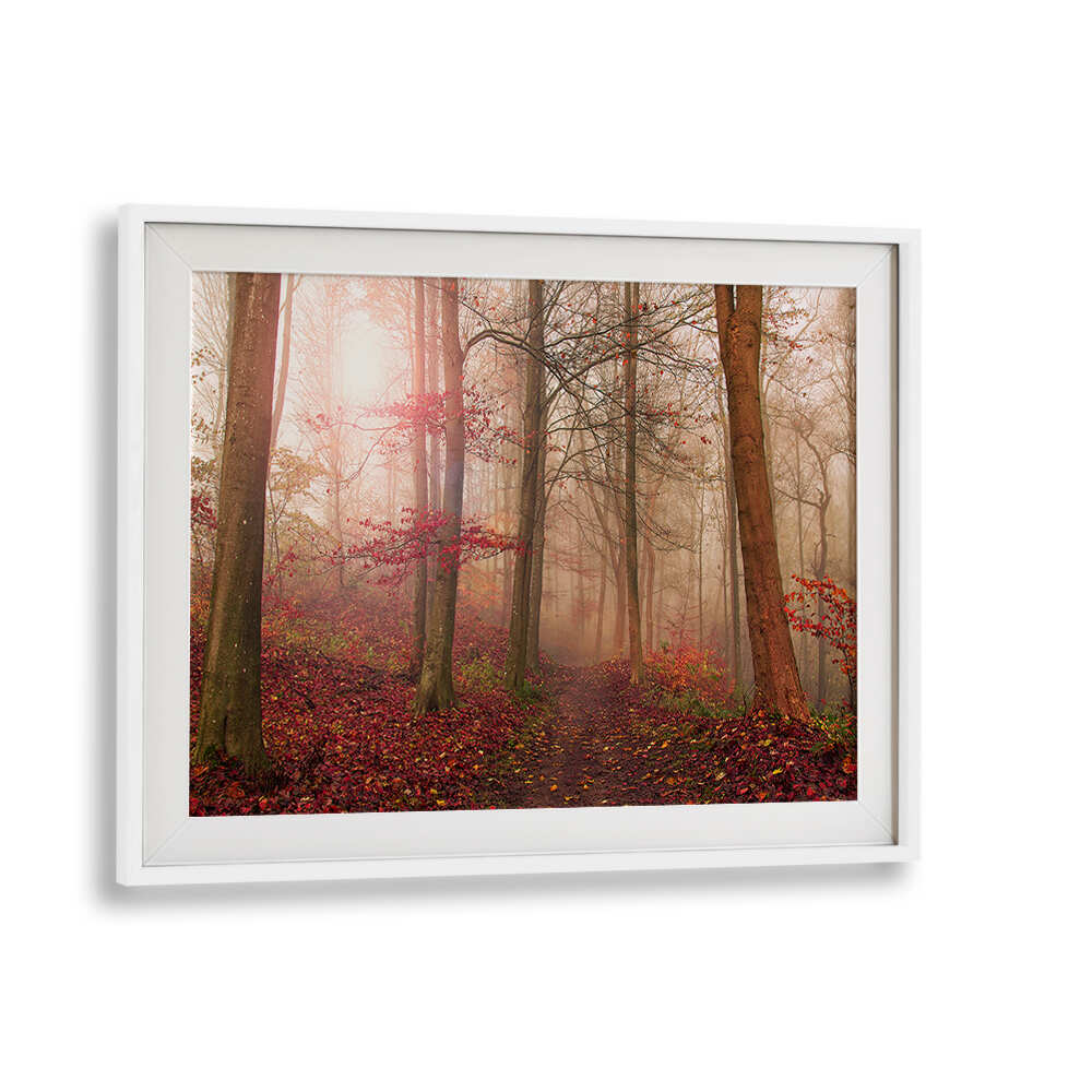 FOREST SCENE. , PHOTOGRAPHY PRINTS