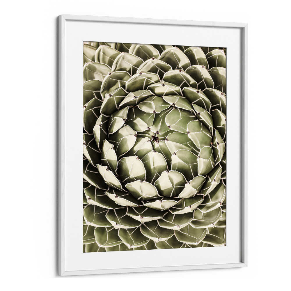 WhiteMount GEOMETRIC SUCCULENT , FLORAL FLOWER PAINTINGS framed close-up botanical print of spiral succulent