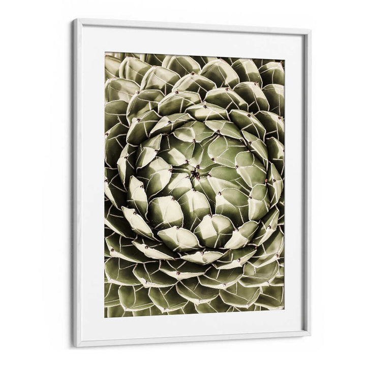 WhiteMount GEOMETRIC SUCCULENT , FLORAL FLOWER PAINTINGS framed close-up botanical print of spiral succulent