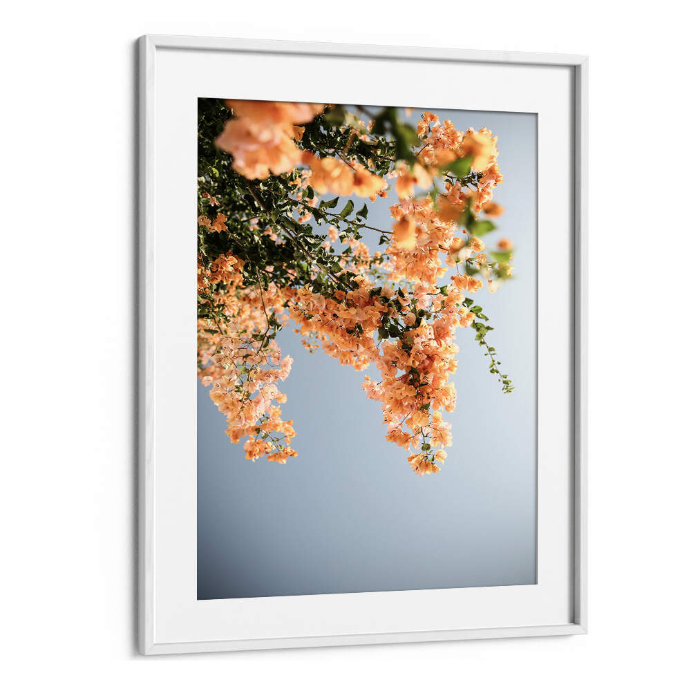 WHITEMOUNT framed wall art GOLDEN BLOSSOM DANCE , FLORAL FLOWER PAINTINGS showing peach blossoms against blue sky