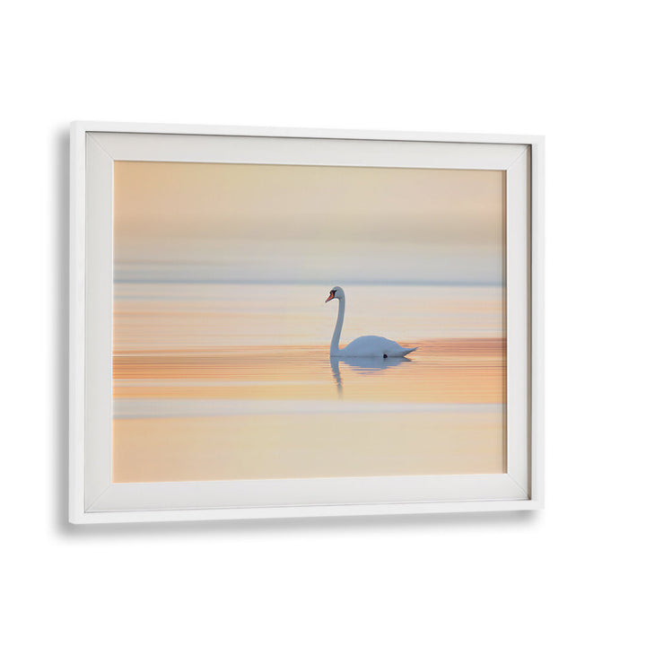 SWAN , PHOTOGRAPHY PRINTS