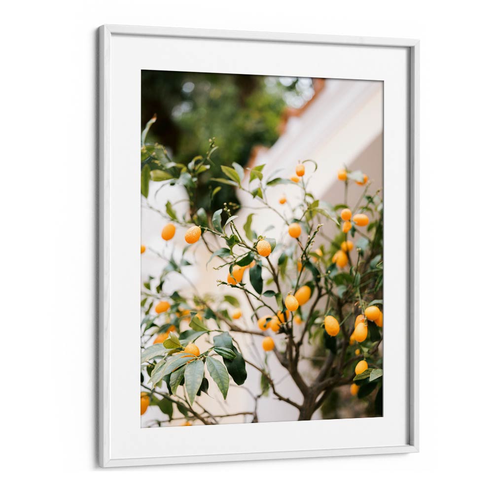 ORANGE CAPRI , PHOTOGRAPHY PRINTS