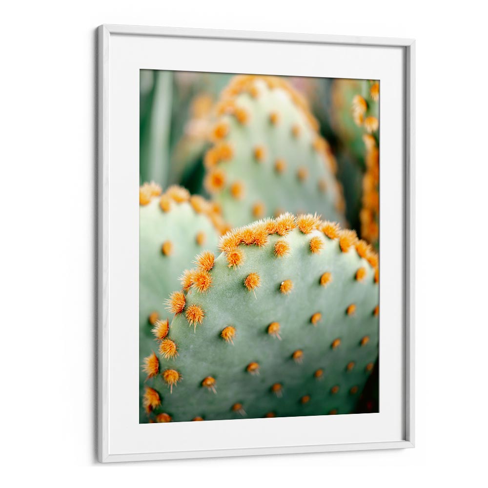 ORANGE AND GREEN II , PHOTOGRAPHY PRINTS