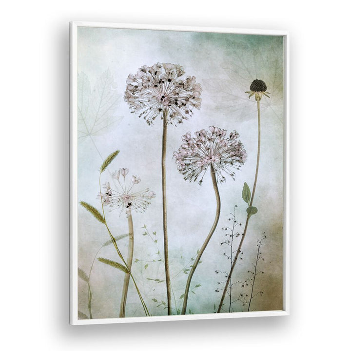 Elegant ALLIUM, FLORAL FLOWER PAINTINGS showcasing delicate blooms, perfect for enhancing your home decor with style.
