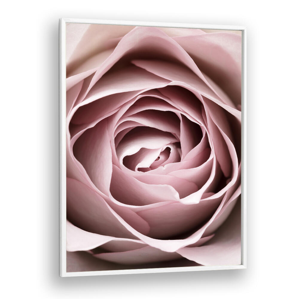 Delicate beauty of PINK ROSE NO IV, FLORAL FLOWER PAINTINGS, perfect for enhancing your living space.