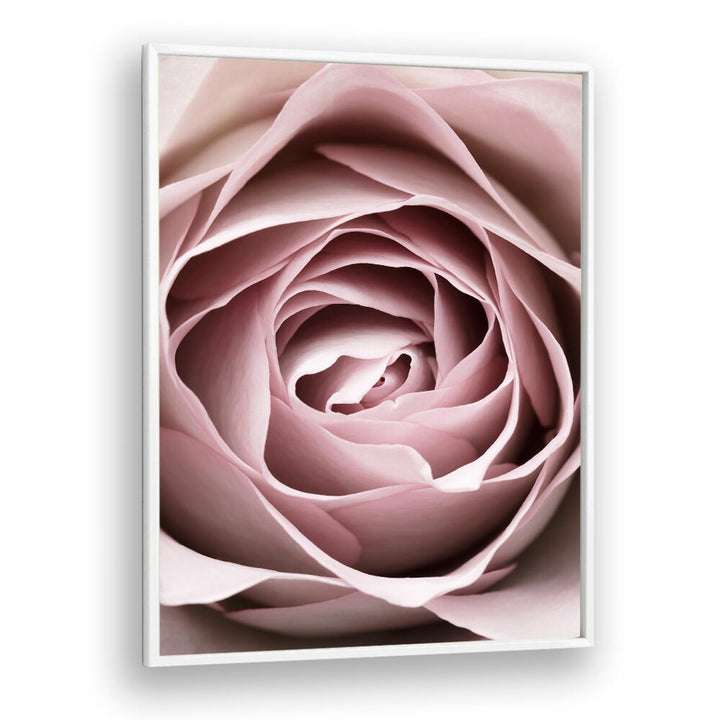 Delicate beauty of PINK ROSE NO IV, FLORAL FLOWER PAINTINGS, perfect for enhancing your living space.