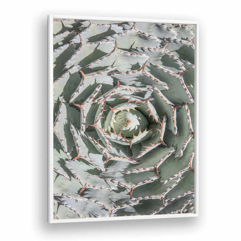 SPIRAL SUCCULENT MAZE , FLORAL FLOWER PAINTINGS green agave rosette spiral framed art by WhitePlain