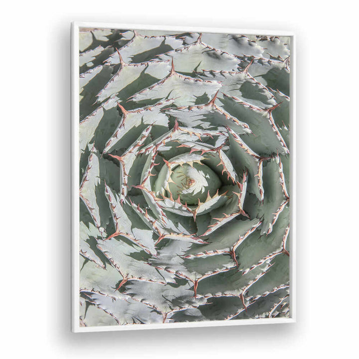 SPIRAL SUCCULENT MAZE , FLORAL FLOWER PAINTINGS green agave rosette spiral framed art by WhitePlain