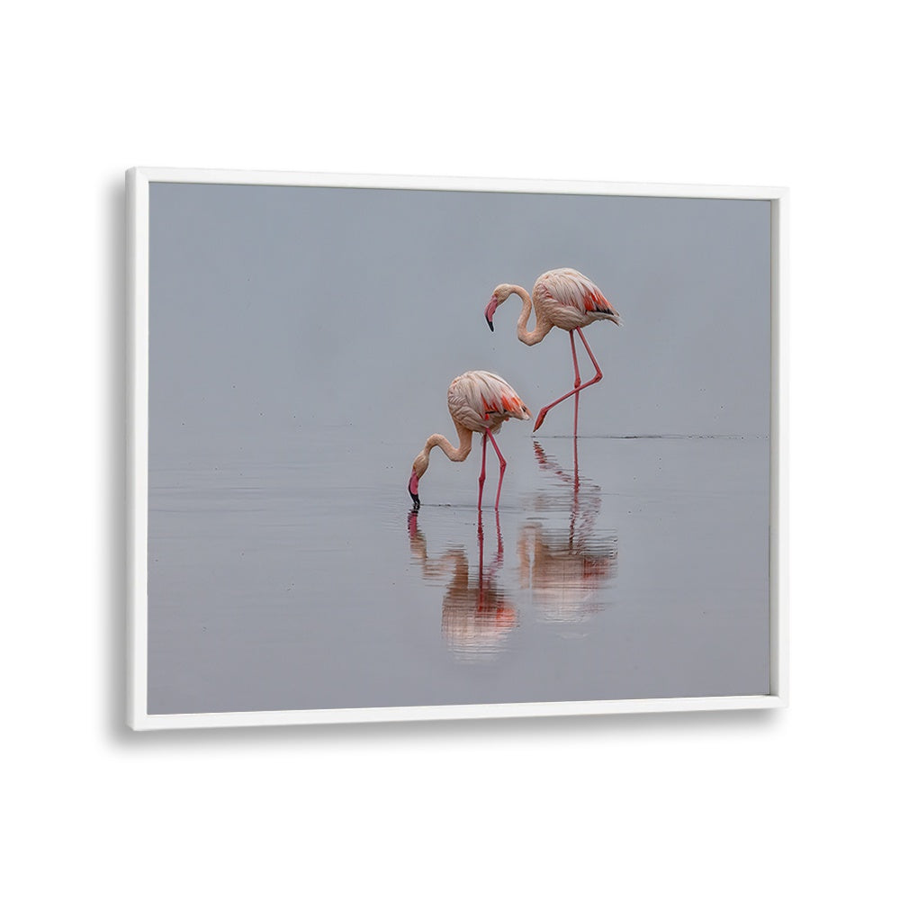 Stunning FLAMINGOS, PHOTOGRAPHY PRINTS showcasing elegant birds in serene waters, perfect for nature lovers.