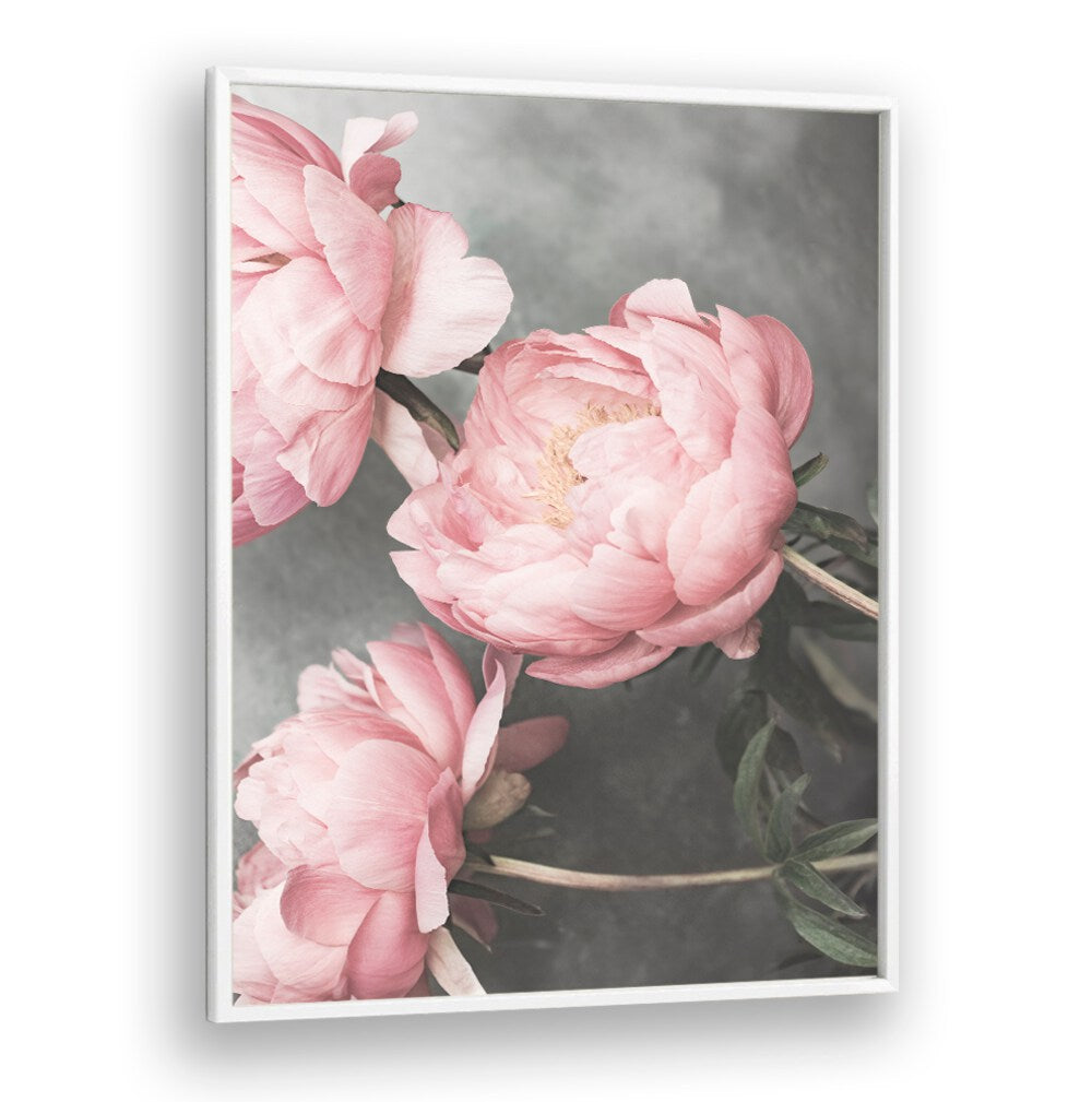Delicate pink peonies featured in ROSE II, FLORAL FLOWER PAINTINGS, perfect for enhancing any space.