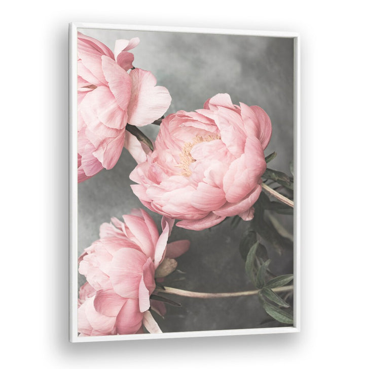 Delicate pink peonies featured in ROSE II, FLORAL FLOWER PAINTINGS, perfect for enhancing any space.