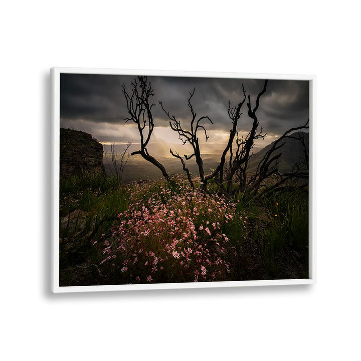 Beautiful landscape featuring Actinotus Forsythii, perfect for enhancing any space with photography prints.