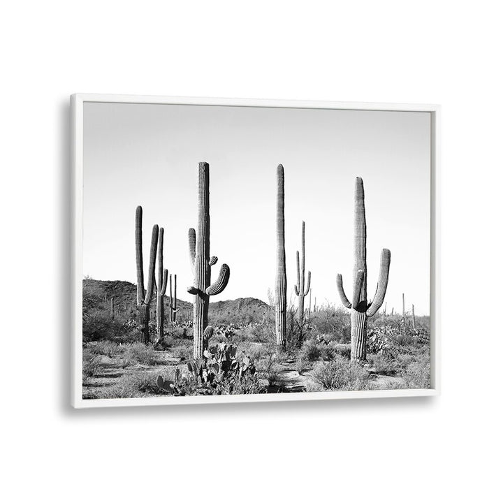 Stunning black and white scene of cacti embodying the spirit of GREY CACTUS LAND, COWBOY decor for modern aesthetics.
