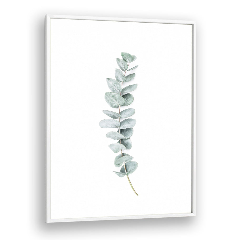 EUCALYPTUS II, FLORAL FLOWER PAINTINGS showcase soothing eucalyptus leaves, enhancing tranquility and freshness in your space.