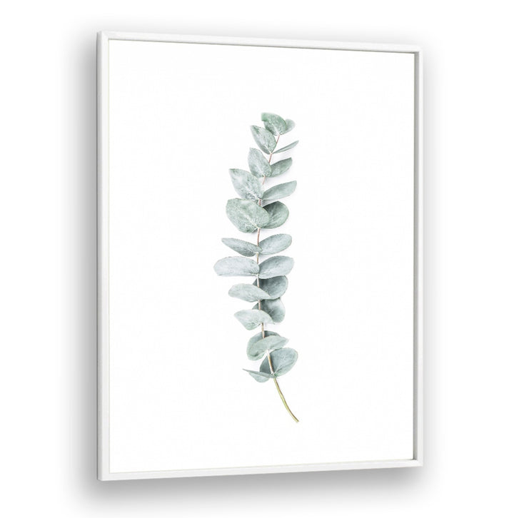 EUCALYPTUS II, FLORAL FLOWER PAINTINGS showcase soothing eucalyptus leaves, enhancing tranquility and freshness in your space.