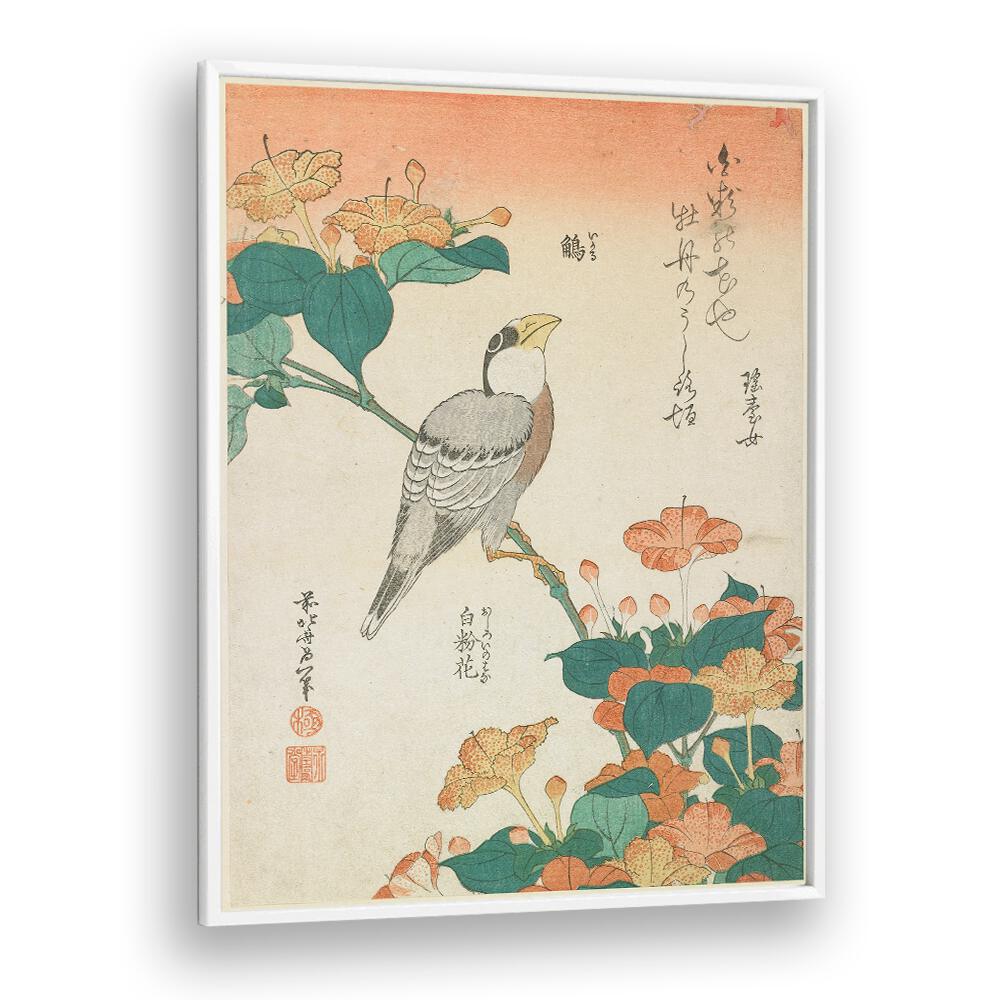 HAWFINCH AND MARVEL-OF-PERU , VINTAGE PAINTINGS