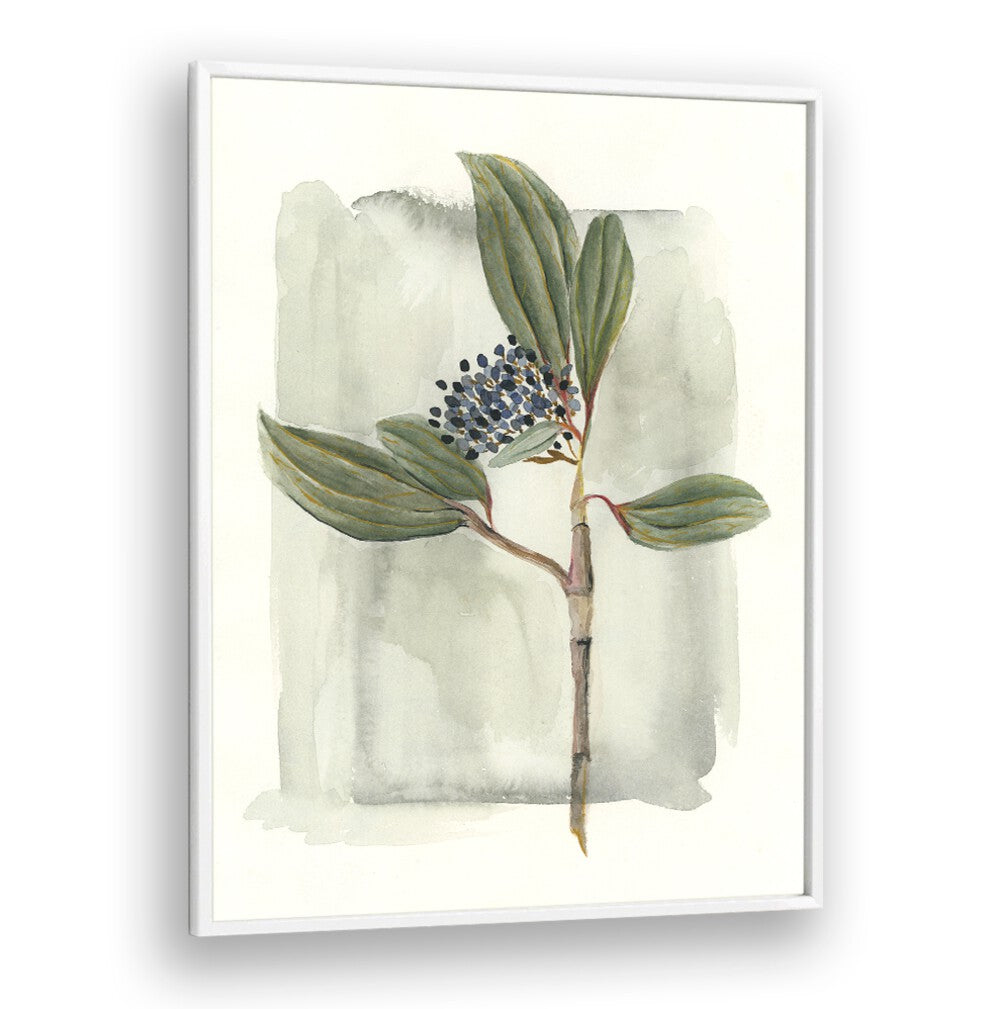 Elegant illustration of VIBURNUM DAVIDII showcasing its glossy leaves and delicate white flowers, perfect for gardens.