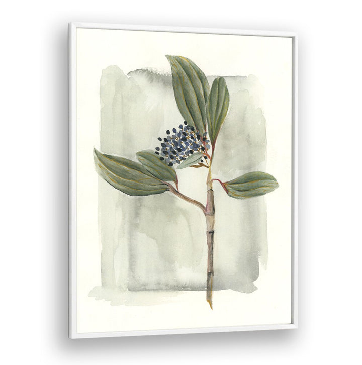 Elegant illustration of VIBURNUM DAVIDII showcasing its glossy leaves and delicate white flowers, perfect for gardens.