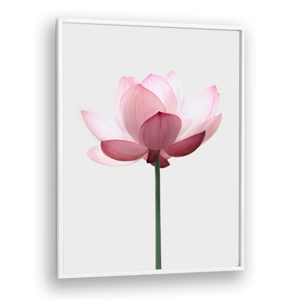 Delicate LOTUS FLOWER in pink tones, perfect for enhancing your space with FLORAL FLOWER PAINTINGS elegance.