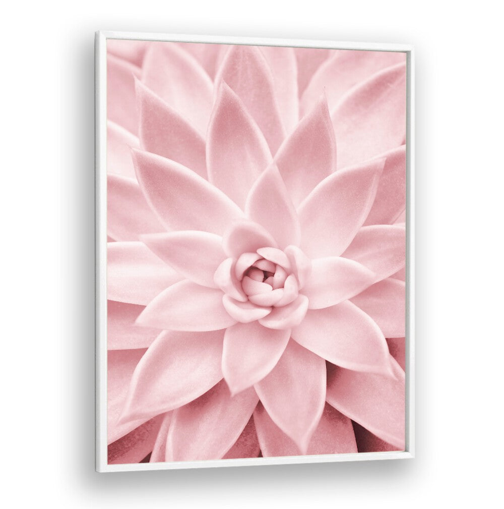 Stunning PINK SUCCULENT, FLORAL FLOWER PAINTINGS add a touch of elegance to any home or garden decor.