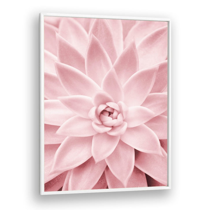 Stunning PINK SUCCULENT, FLORAL FLOWER PAINTINGS add a touch of elegance to any home or garden decor.