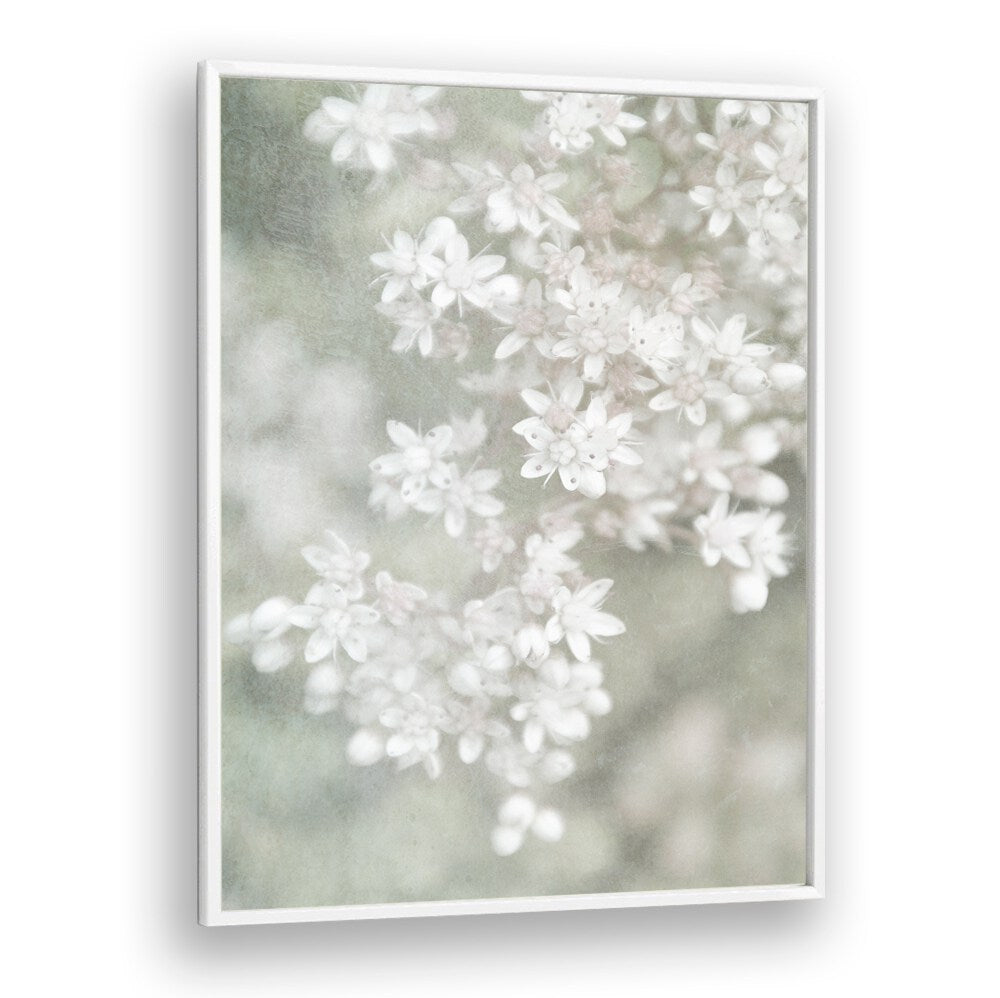 Delicate FADING, FLORAL FLOWER PAINTINGS showcasing dreamy white blossoms, perfect for elegant home decor.
