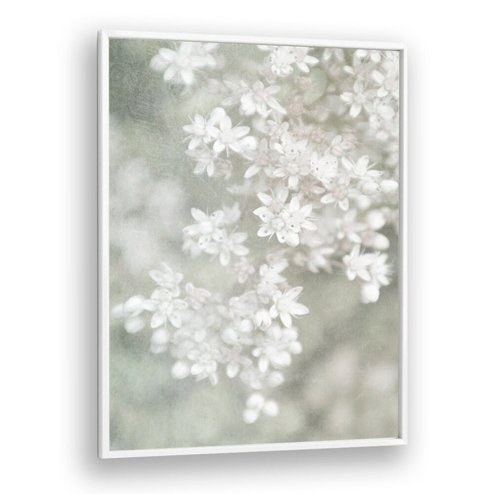 Delicate FADING, FLORAL FLOWER PAINTINGS showcasing dreamy white blossoms, perfect for elegant home decor.