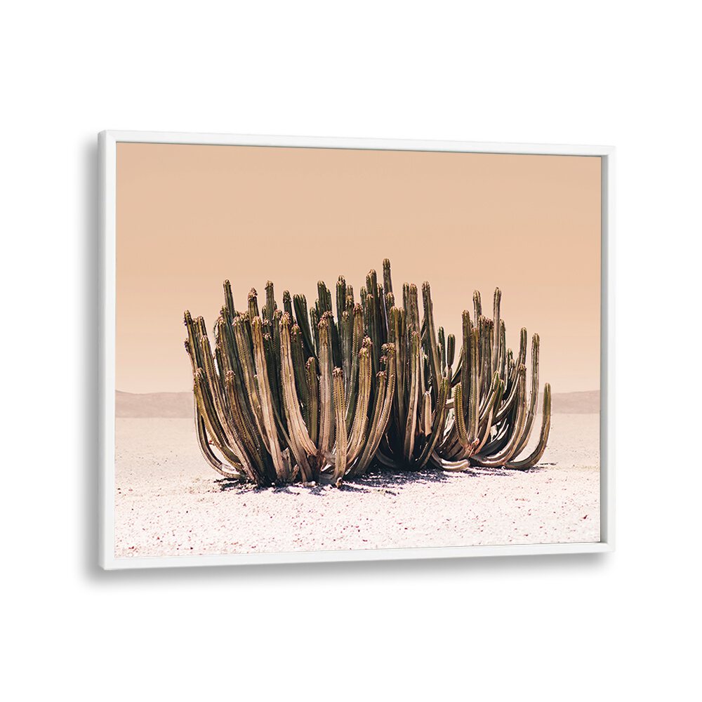Vibrant PEACH SKY CACTUS, COWBOY enhancing modern decor with its striking peach spines and unique beauty.