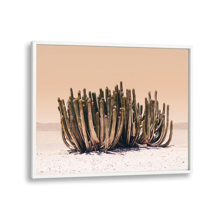 Vibrant PEACH SKY CACTUS, COWBOY enhancing modern decor with its striking peach spines and unique beauty.