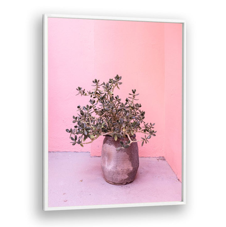 Vibrant SPANISH RUSTIC SUCCULENT in a stylish pot, perfect for floral flower paintings and enhancing any garden space.