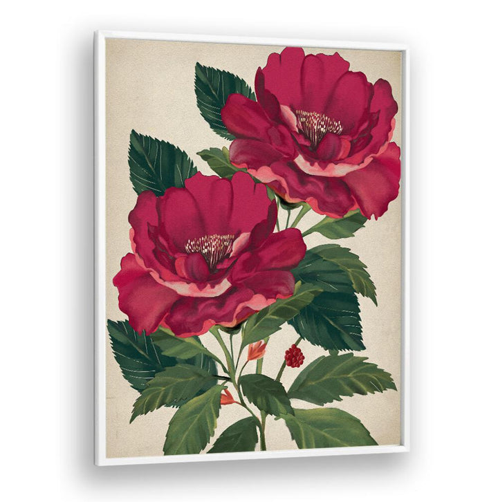 Beautiful ROSE OF PROVIDENCE, FLORAL FLOWER PAINTINGS showcasing vibrant blooms, perfect for elevating any space.
