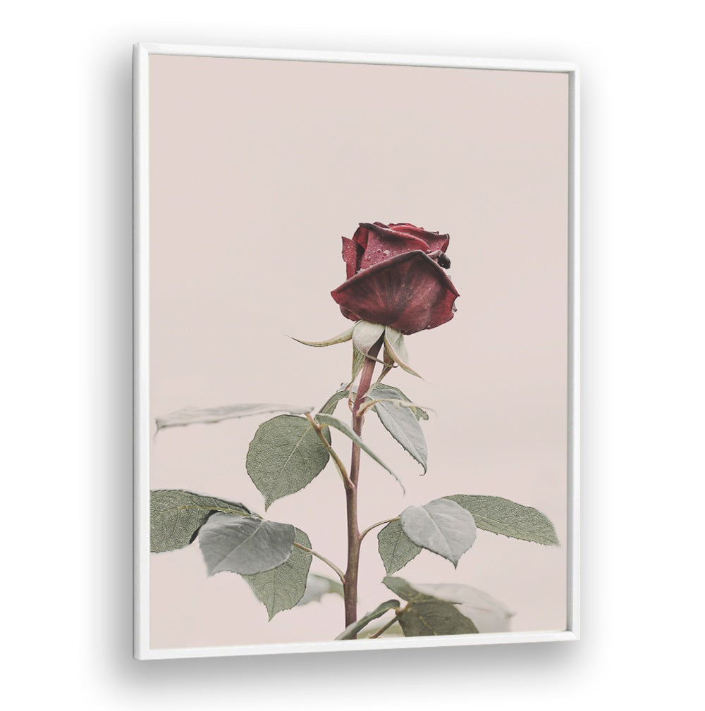 Elegant ROSE, FLORAL FLOWER PAINTINGS showcasing a stunning red rose, perfect for enhancing your home decor.