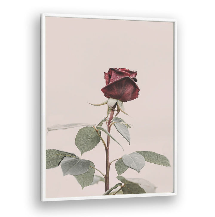 Elegant ROSE, FLORAL FLOWER PAINTINGS showcasing a stunning red rose, perfect for enhancing your home decor.