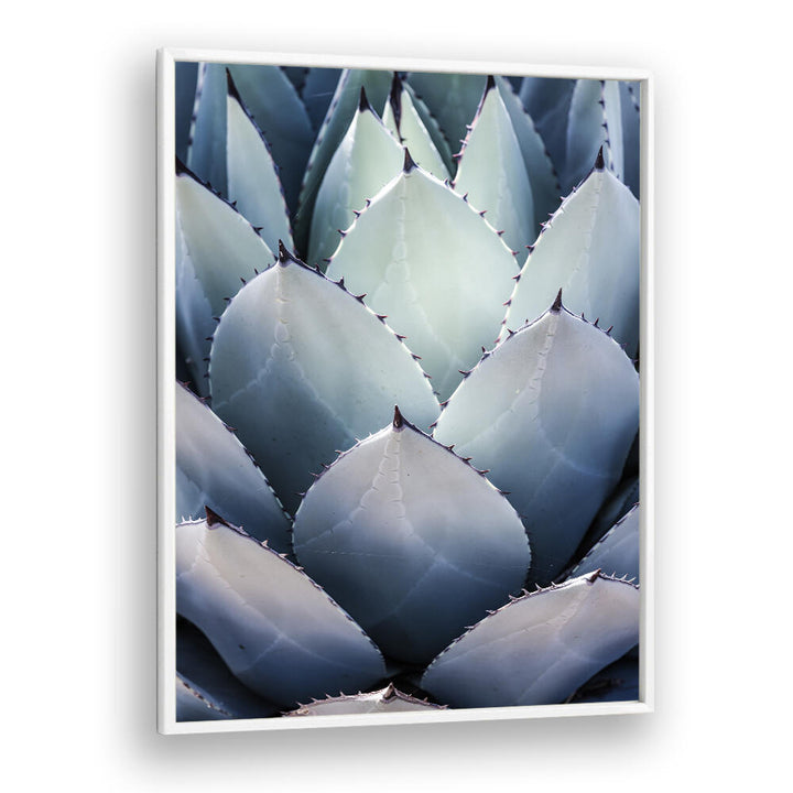 Framed agave close-up with cool blue leaves, AGAVE GEOMETRY , FLORAL FLOWER PAINTINGS by White Plain