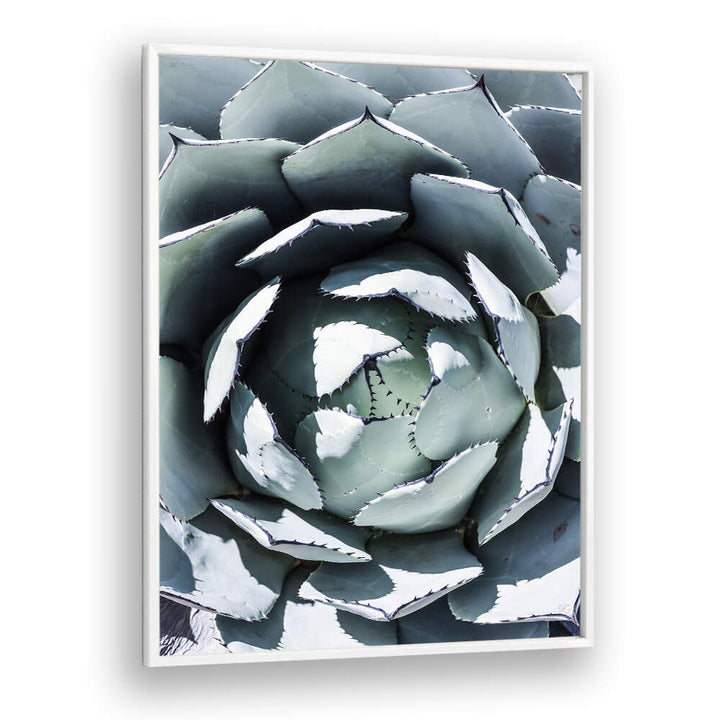 AGAVE SPIRAL DANCE , FLORAL FLOWER PAINTINGS WhitePlain framed close-up spiral agave with blue-gray leaves