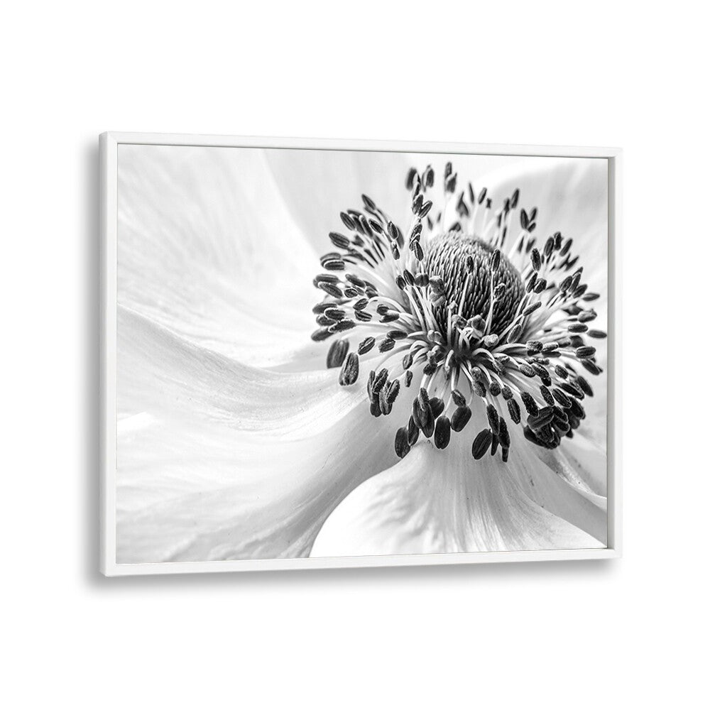 Elegant ANEMONE, FLORAL FLOWER PAINTINGS in black and white, perfect for enhancing any home decor.