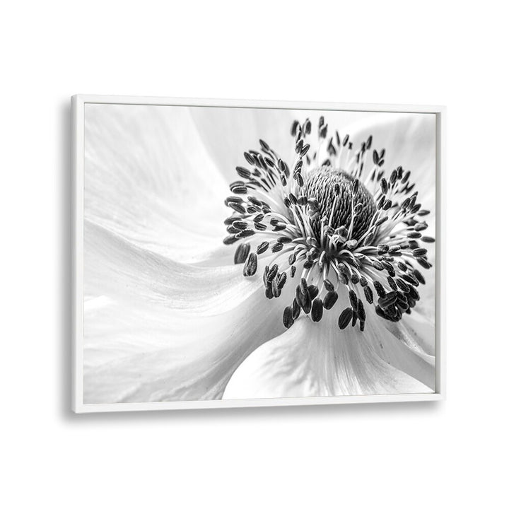 Elegant ANEMONE, FLORAL FLOWER PAINTINGS in black and white, perfect for enhancing any home decor.