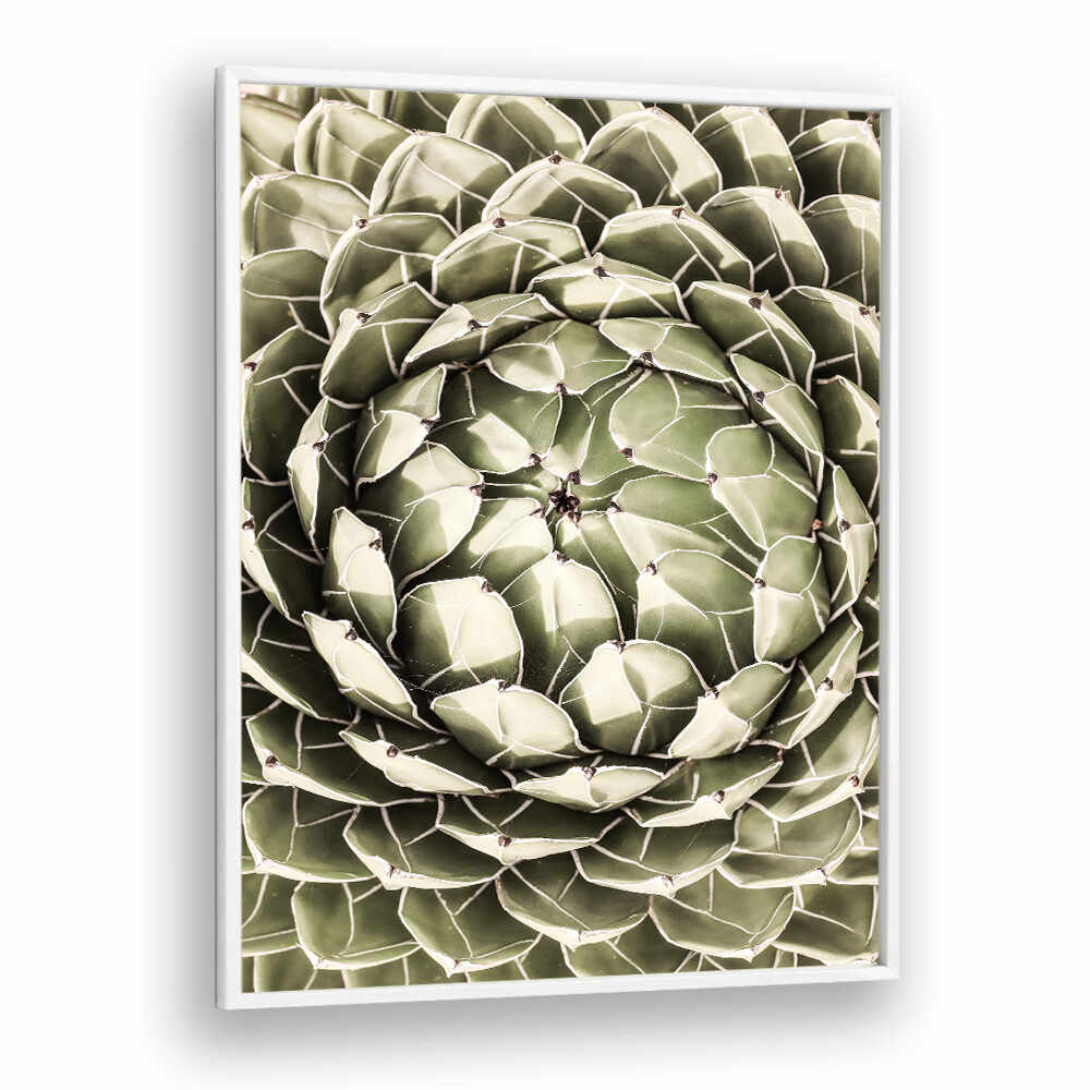 Whiteplain framed green succulent close-up with geometric pattern, GEOMETRIC SUCCULENT , FLORAL FLOWER PAINTINGS