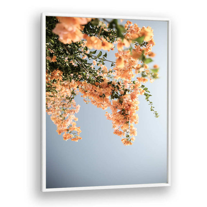 GOLDEN BLOSSOM DANCE , FLORAL FLOWER PAINTINGS peach bougainvillea branches cascading against blue sky in white frame