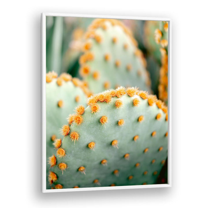 ORANGE AND GREEN II , PHOTOGRAPHY PRINTS