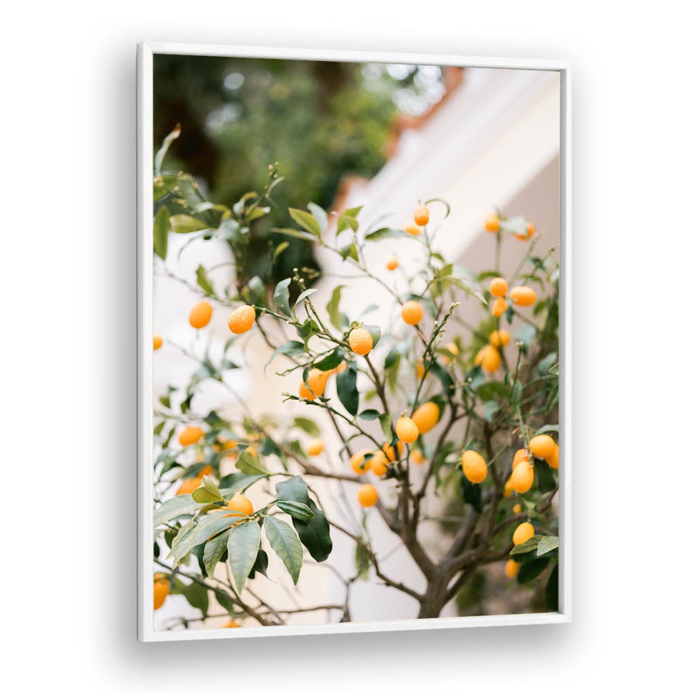 ORANGE CAPRI , PHOTOGRAPHY PRINTS