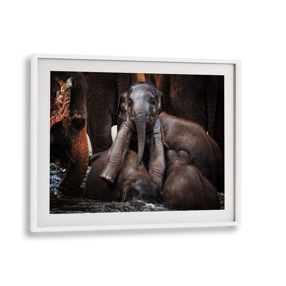 Captivating elephants in a serene moment, showcasing THE LITTLE PRINCE, PHOTOGRAPHY PRINTS for wildlife lovers.